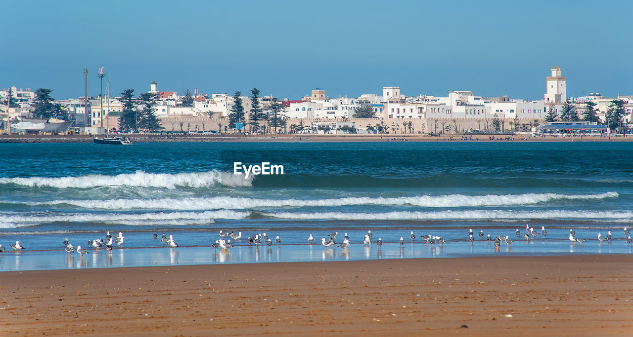 Panoramic view of beach with seagulls against sea waves and skyline of coastal town in the distance. 
