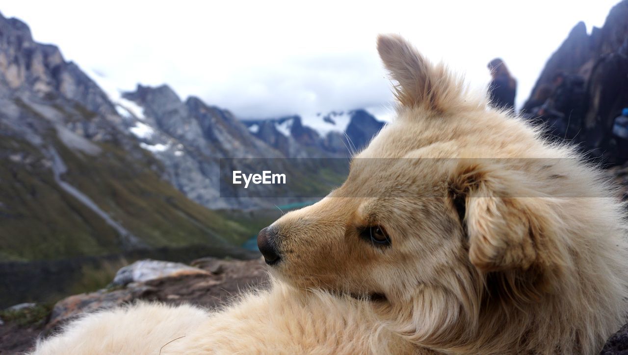 CLOSE-UP OF A DOG ON SNOW