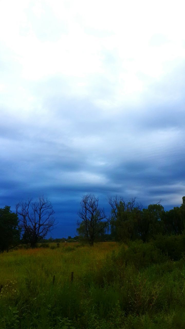 TREES ON GRASSY FIELD AGAINST CLOUDY SKY