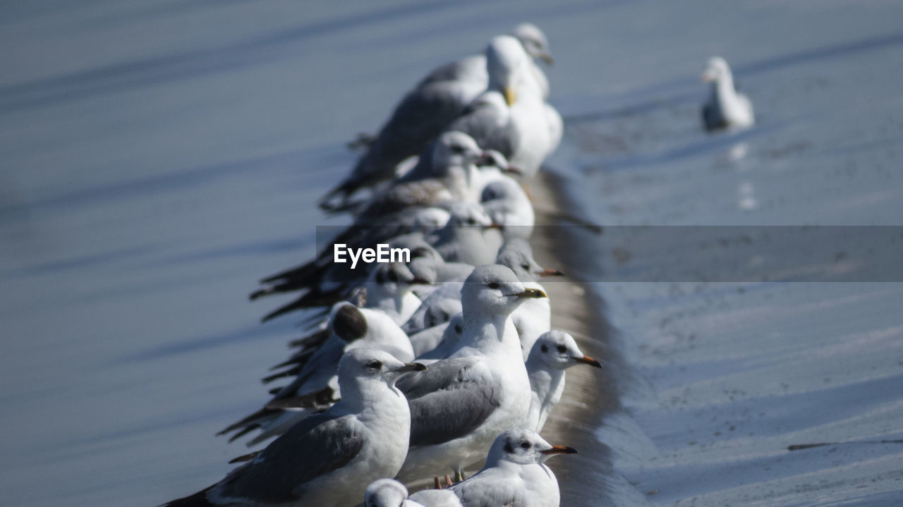 Flock of seagulls sitting on a pipe in the sea