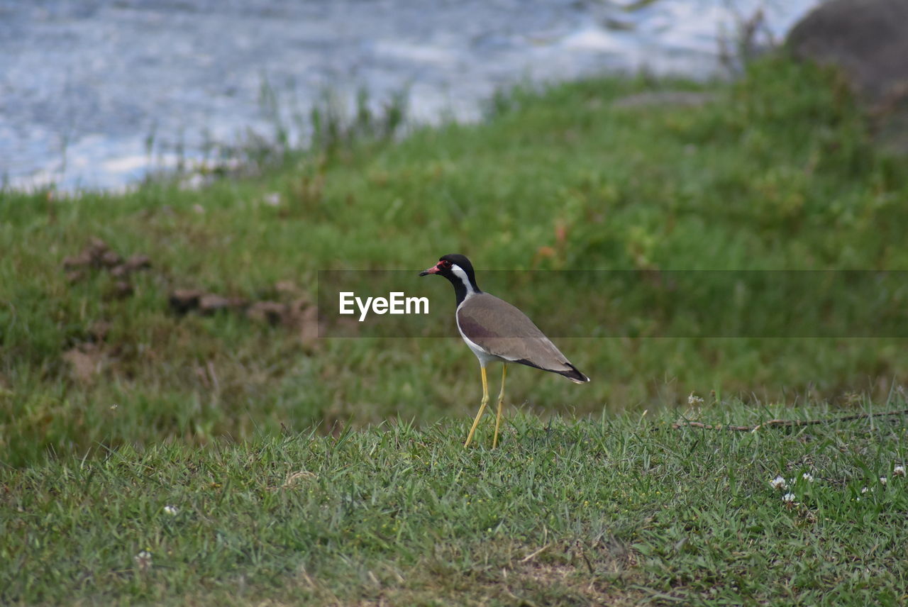 BIRD PERCHED ON GRASS