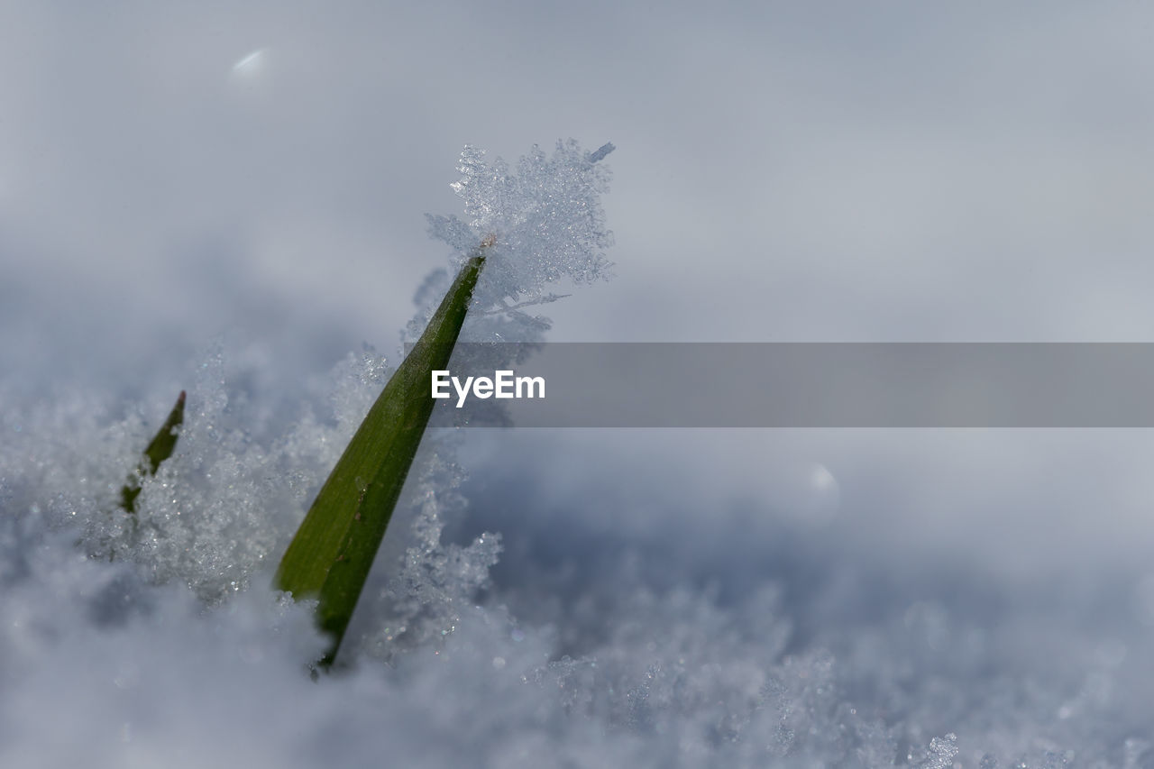 CLOSE-UP OF SNOW COVERED PLANTS AGAINST SKY