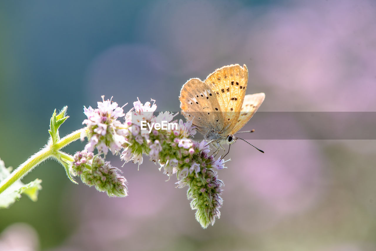 Close-up of butterfly pollinating on flower