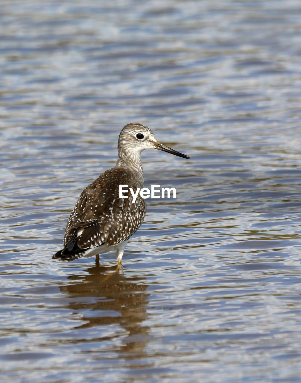 Side view of bird in a lake