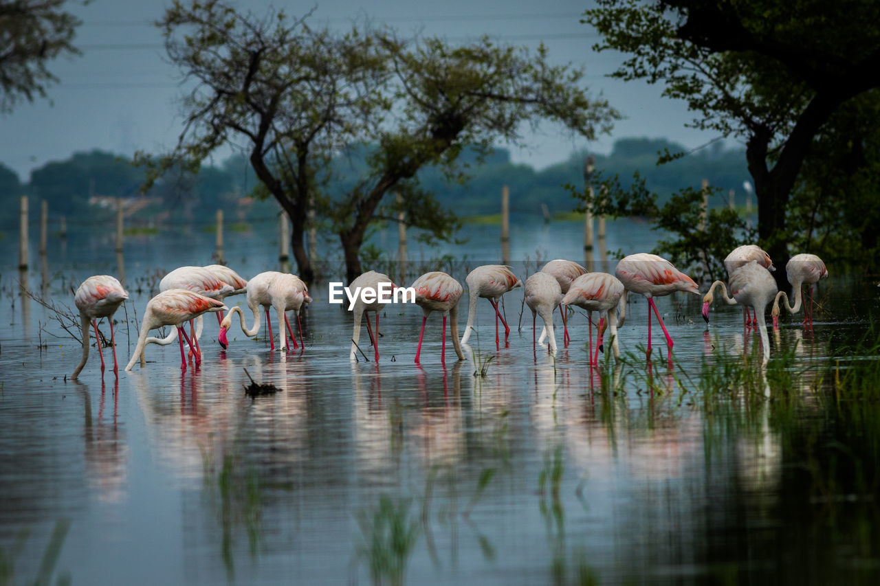 Flamingos walking in lake against trees