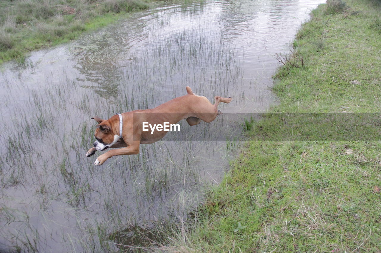 HIGH ANGLE VIEW OF DOG RUNNING ON GRASS