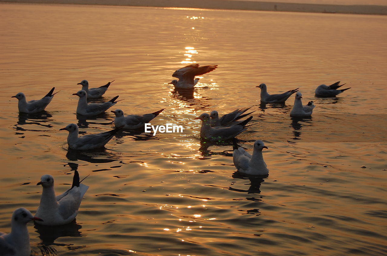 MALLARD DUCKS SWIMMING IN SEA