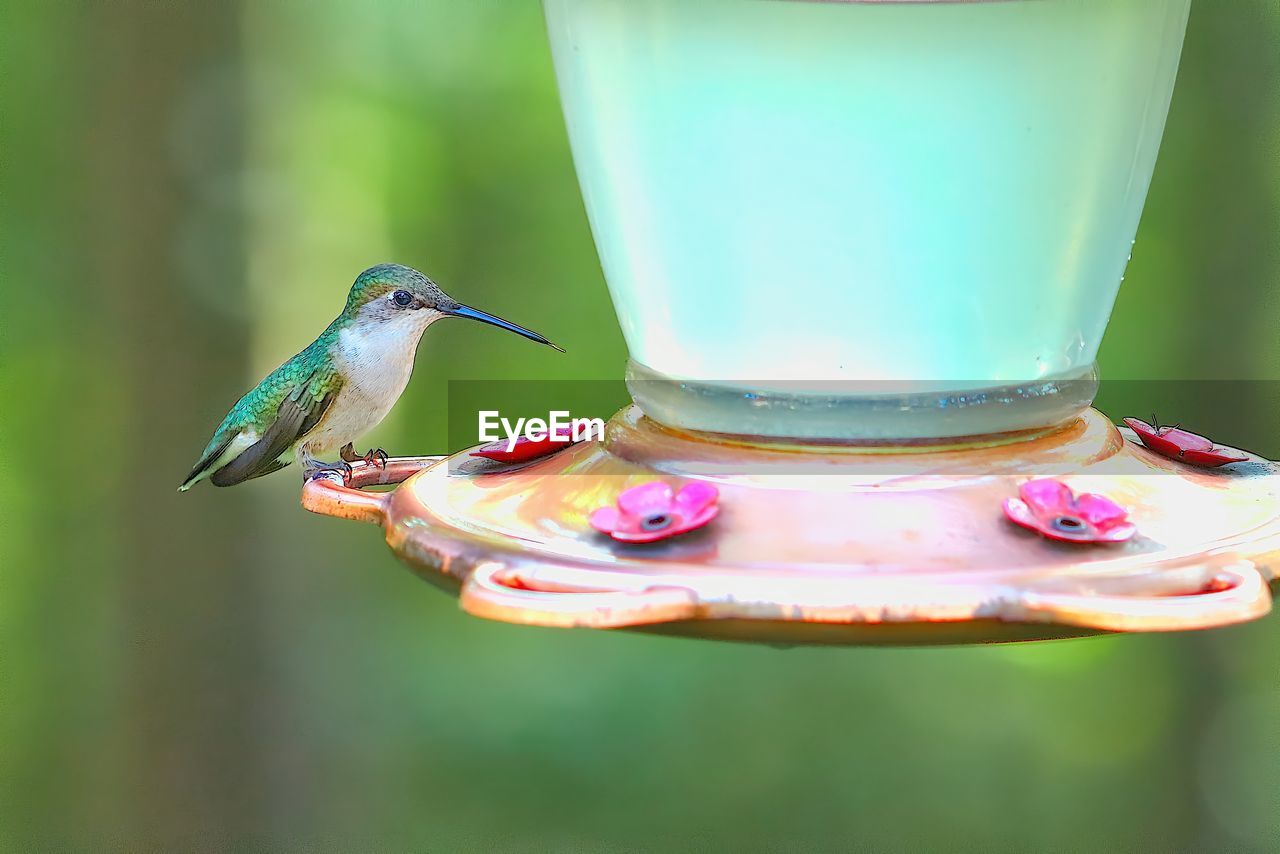 Close-up of ruby throated hummingbird