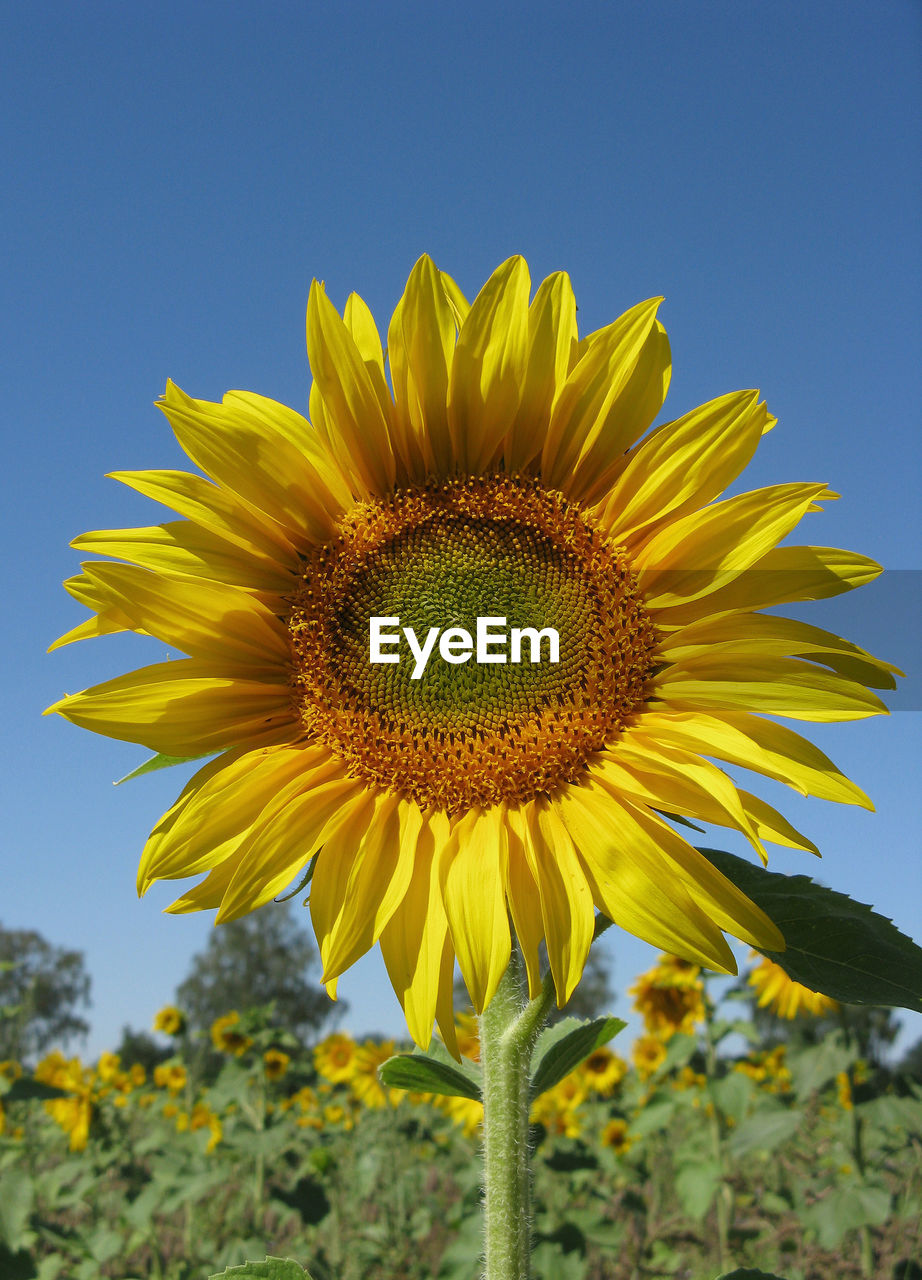 CLOSE-UP OF SUNFLOWER AGAINST YELLOW SKY