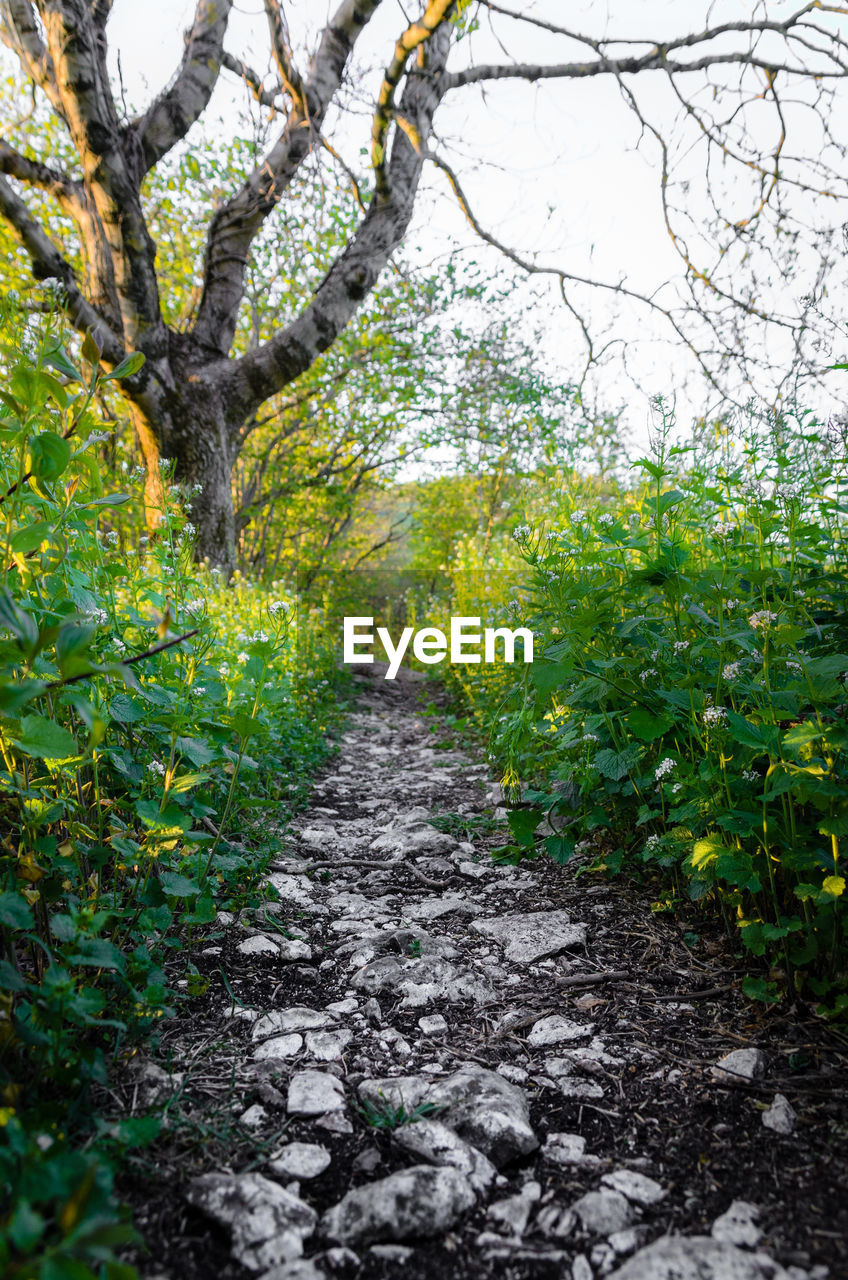 FOOTPATH BY TREES