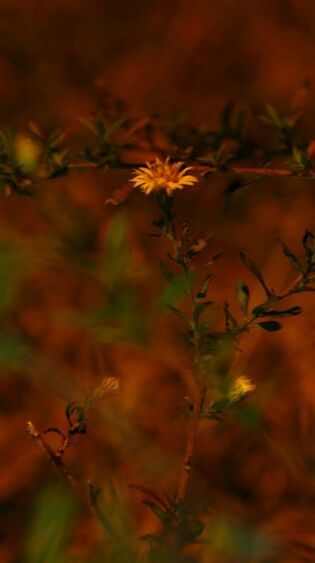 CLOSE-UP OF MAPLE LEAVES