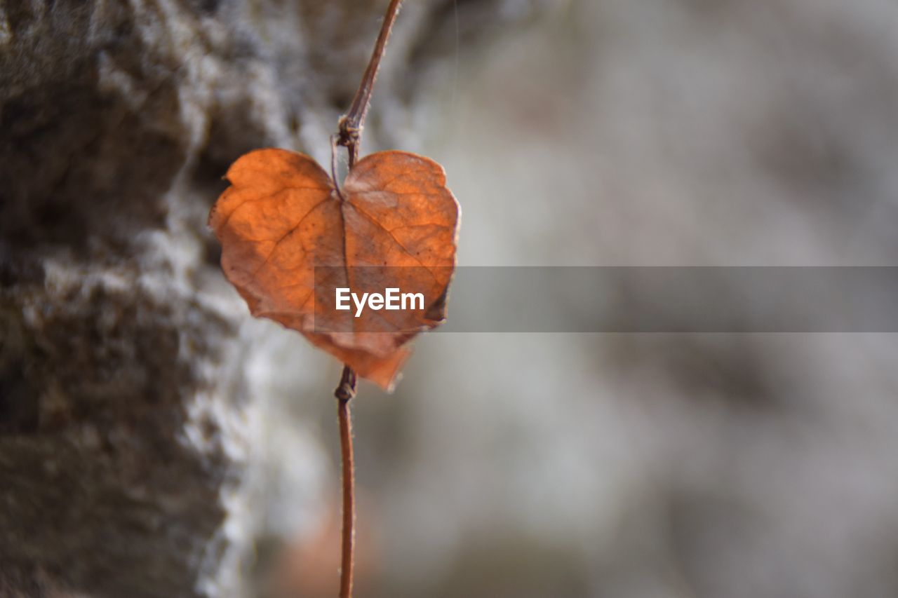 CLOSE-UP OF AUTUMN LEAF