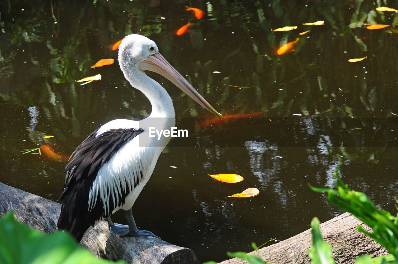 DUCK IN LAKE