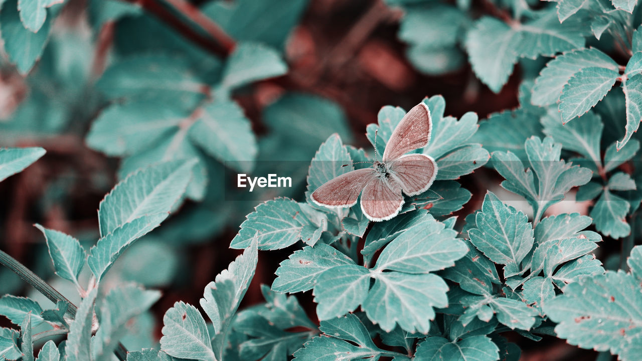 High angle view of leaves on plant