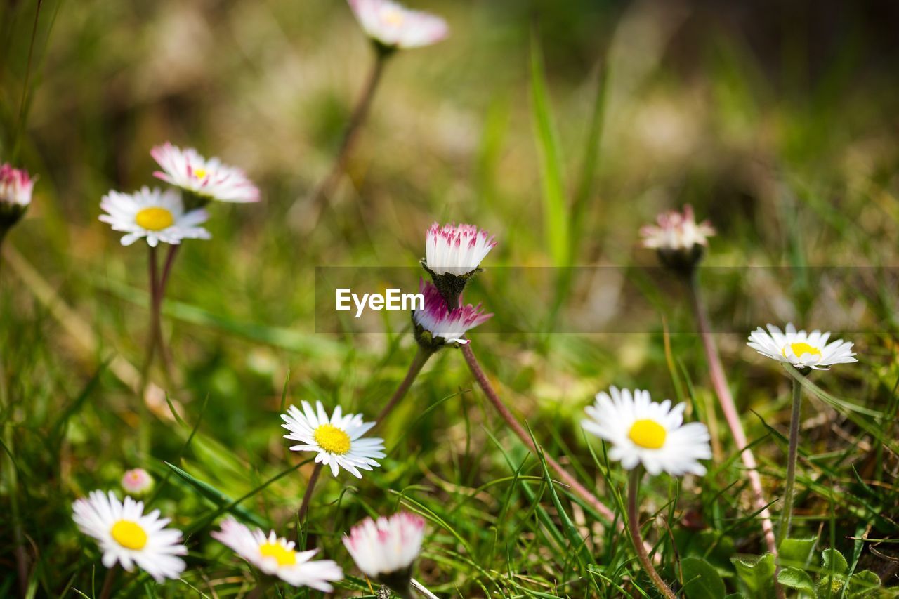 Close-up of white flowering plants on field