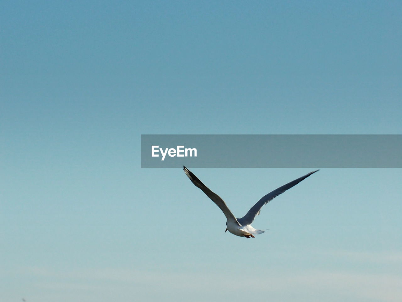 Low angle view of seagull flying in sky