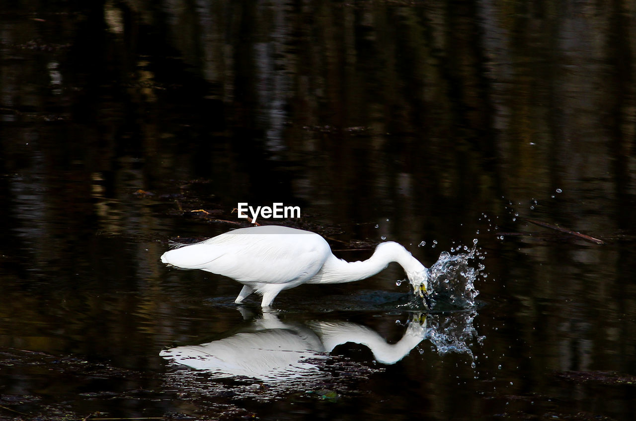 WHITE BIRDS IN LAKE