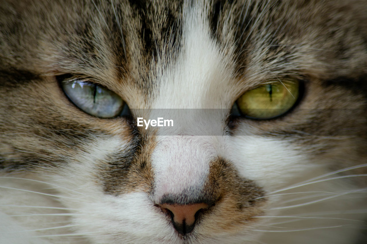 Close-up portrait of a cat