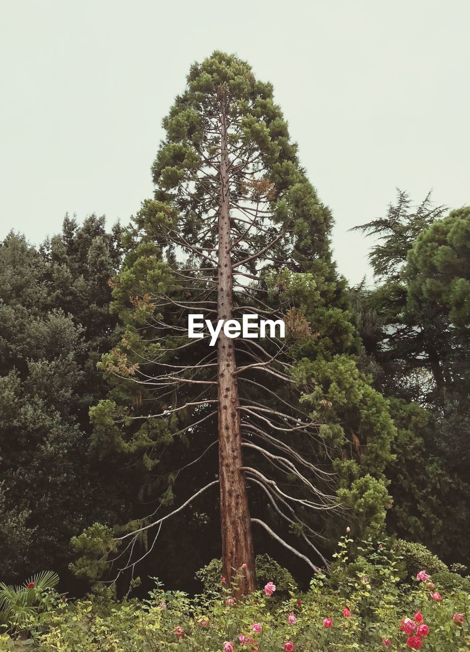 LOW ANGLE VIEW OF TREES AGAINST SKY