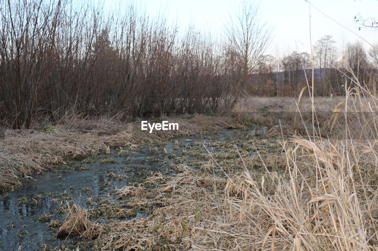 VIEW OF BARE TREES IN GRASS