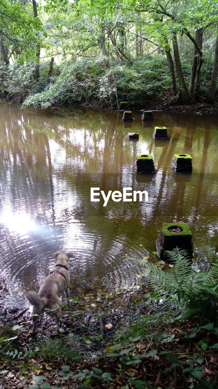 DOG IN LAKE