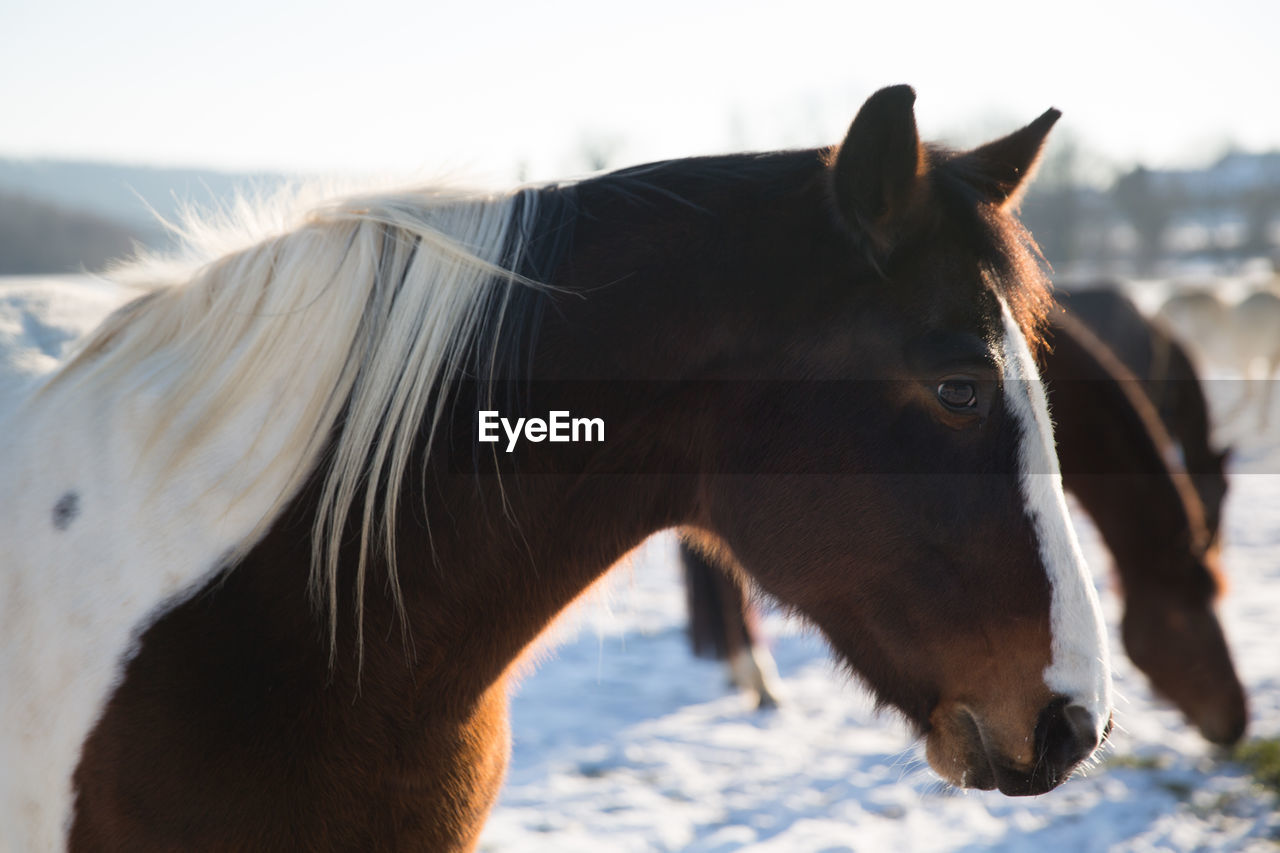 Horse standing on snow field against clear sky