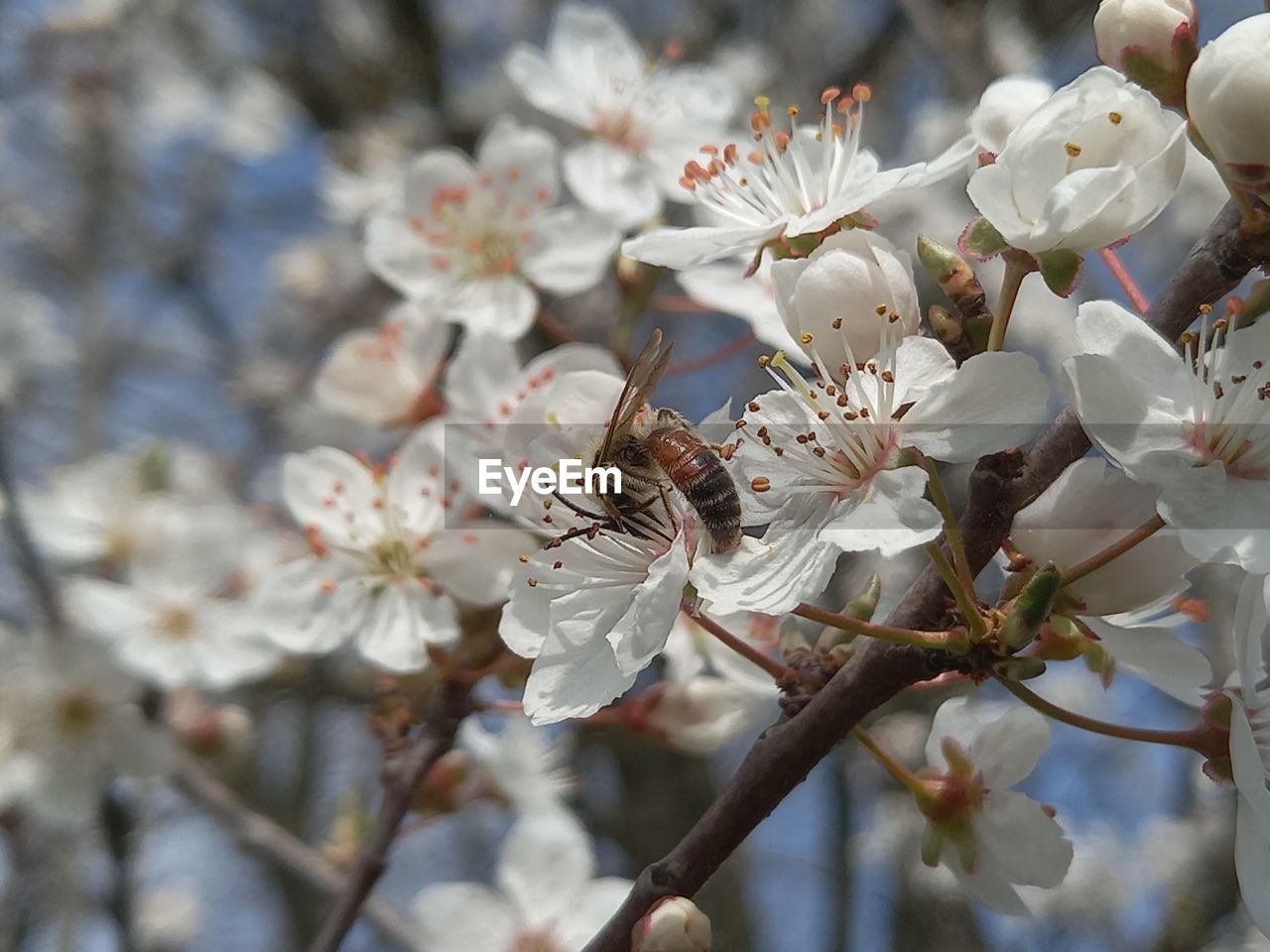 plant, flower, flowering plant, fragility, blossom, beauty in nature, freshness, growth, springtime, tree, branch, spring, white, close-up, nature, produce, cherry blossom, food, flower head, pollen, no people, prunus spinosa, focus on foreground, petal, inflorescence, day, almond tree, fruit, twig, botany, outdoors, fruit tree, stamen, selective focus, cherry tree, food and drink