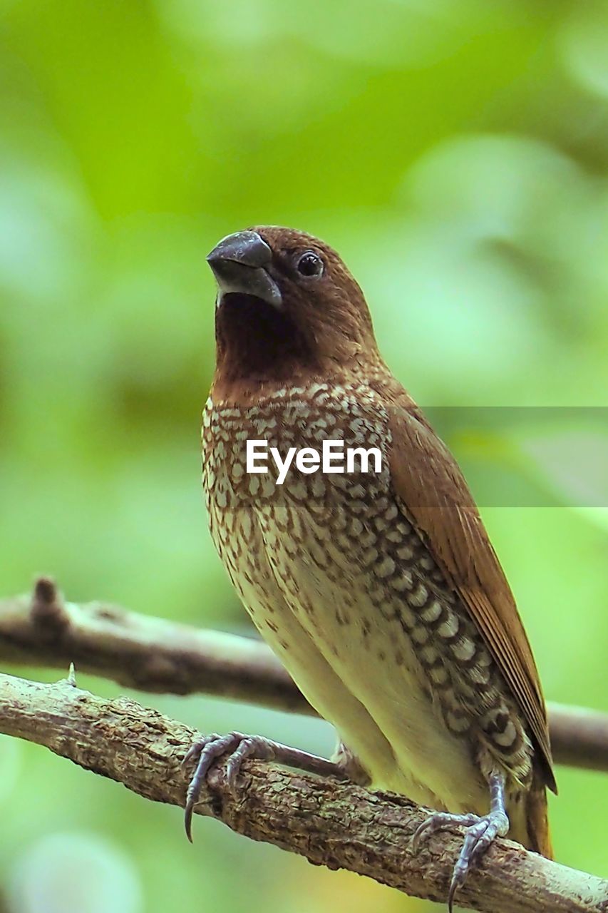 CLOSE-UP OF A BIRD PERCHING ON BRANCH