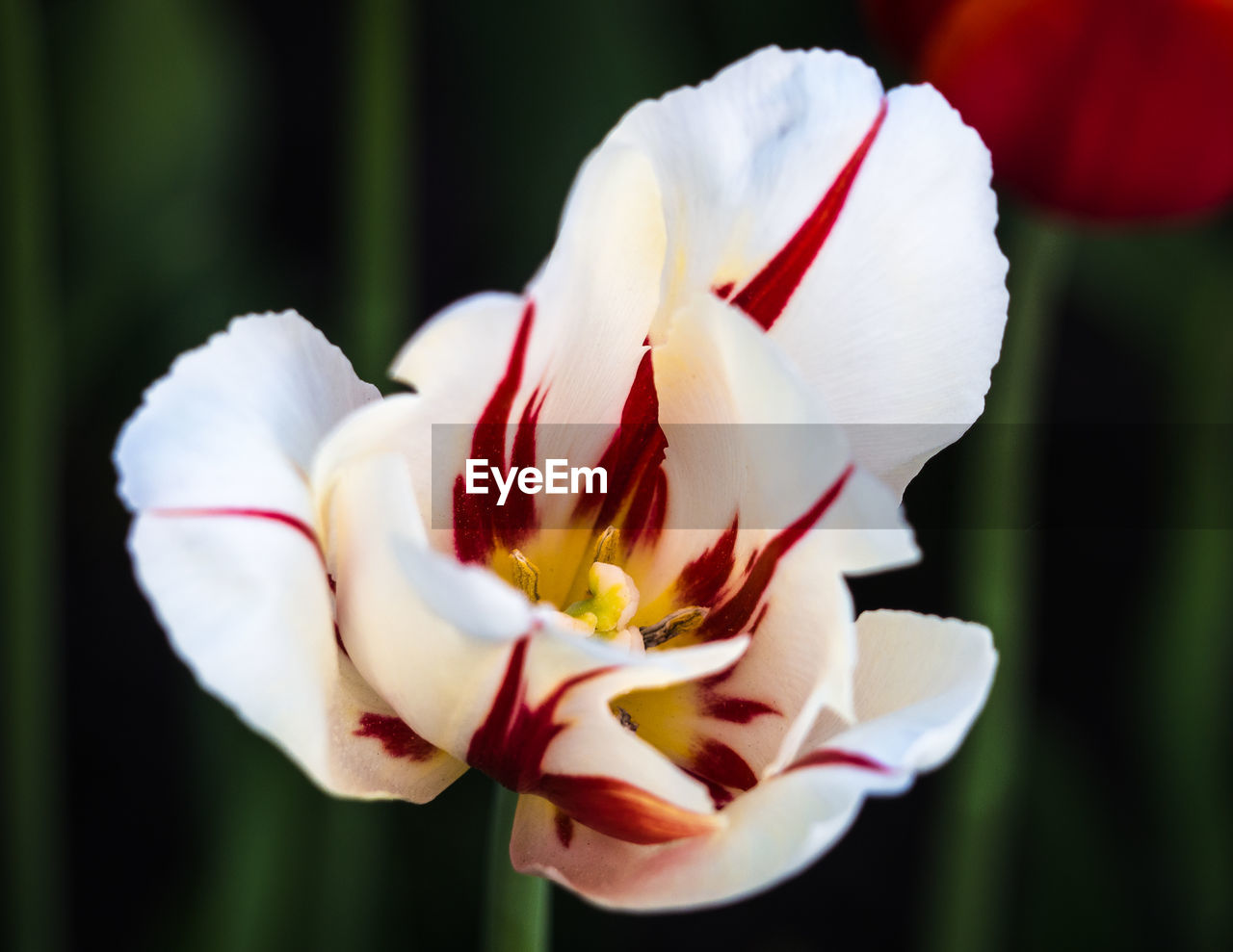 CLOSE-UP OF WHITE FLOWER