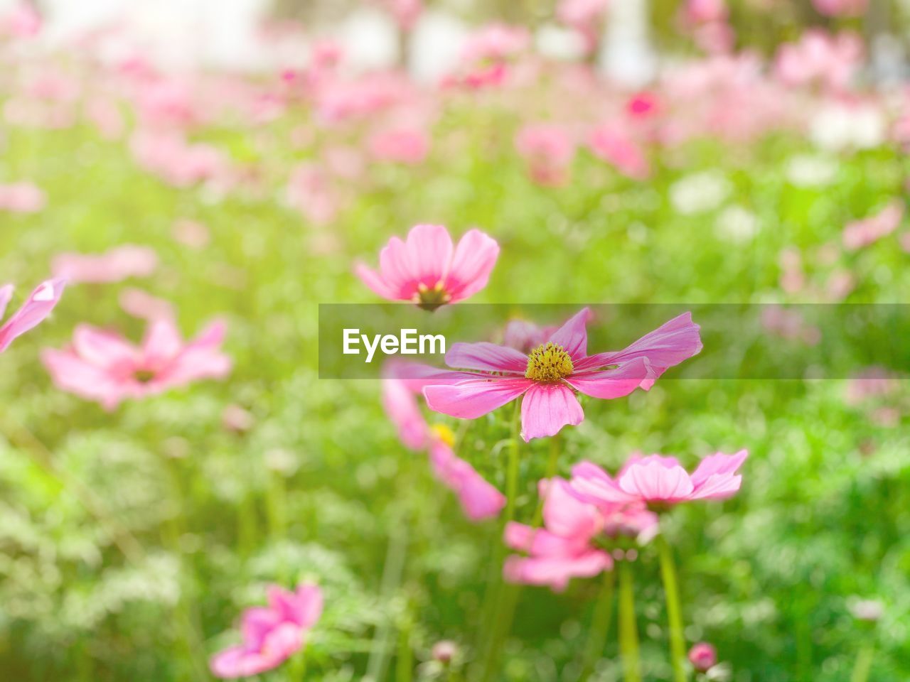 CLOSE-UP OF PINK COSMOS FLOWERS ON LAND