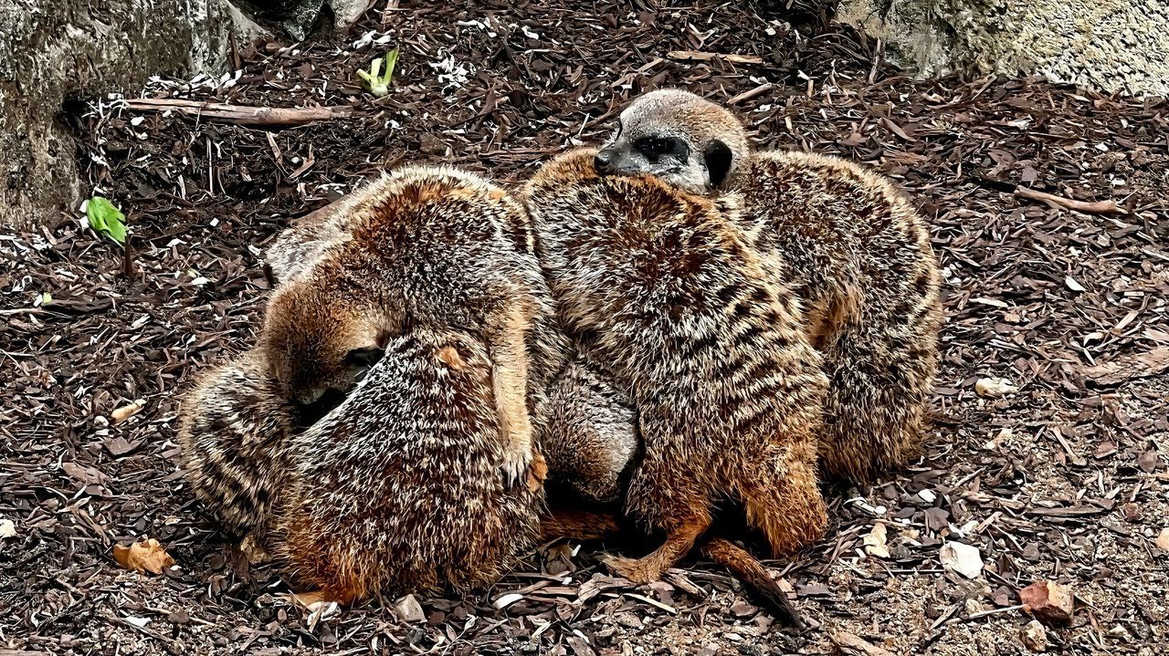 animal themes, animal, wildlife, animal wildlife, mammal, meerkat, no people, group of animals, high angle view, nature, land, day, bird, field, outdoors, young animal, sunlight