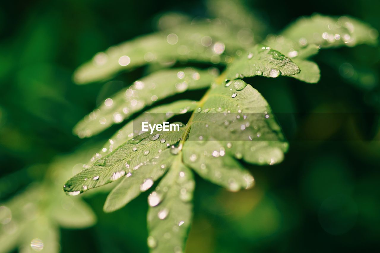 Close-up of raindrops on leaves