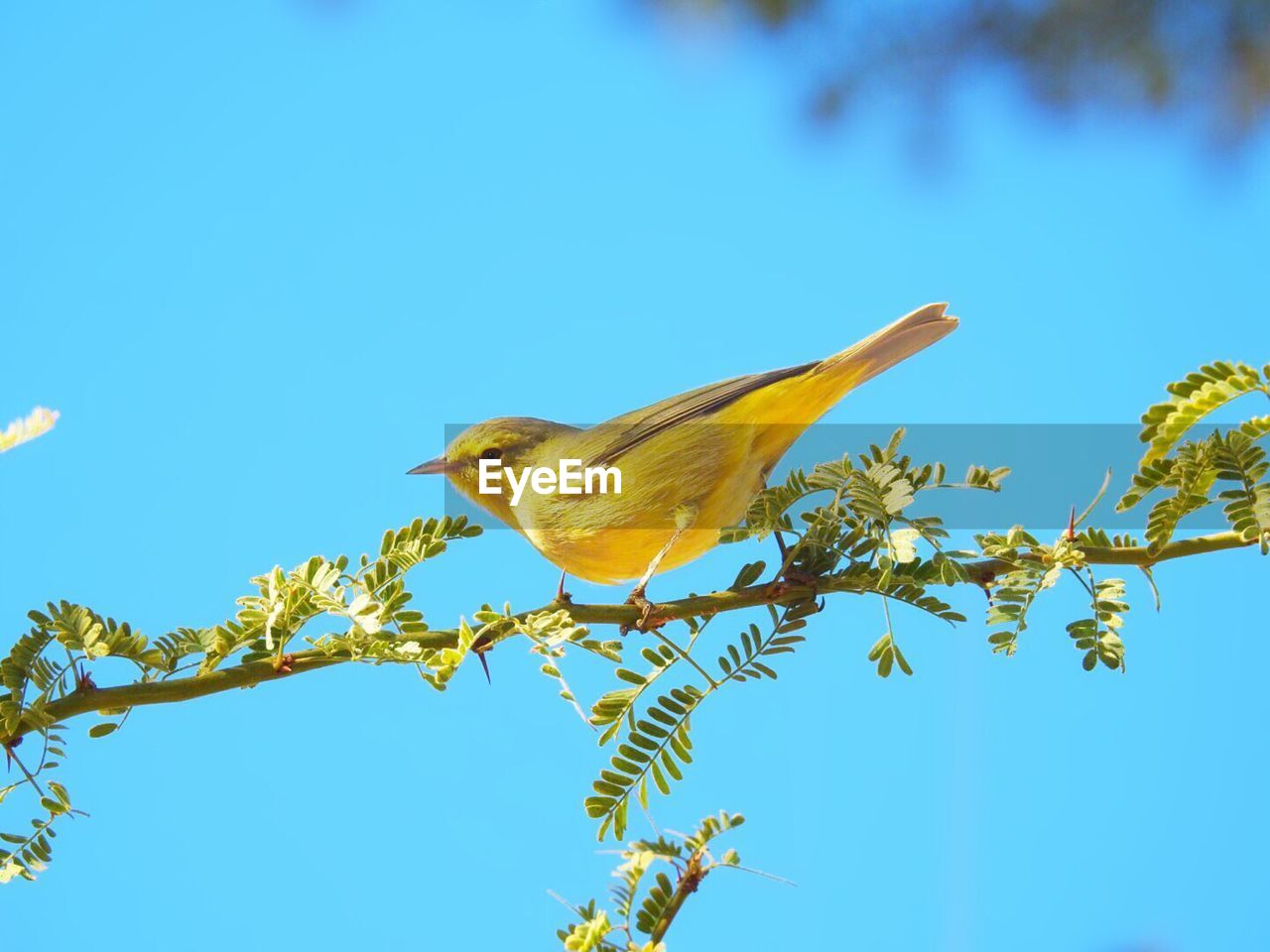 animal themes, animal, bird, animal wildlife, wildlife, branch, blue, nature, yellow, perching, one animal, tree, sky, plant, clear sky, no people, flower, outdoors, beauty in nature, sunny, day, songbird