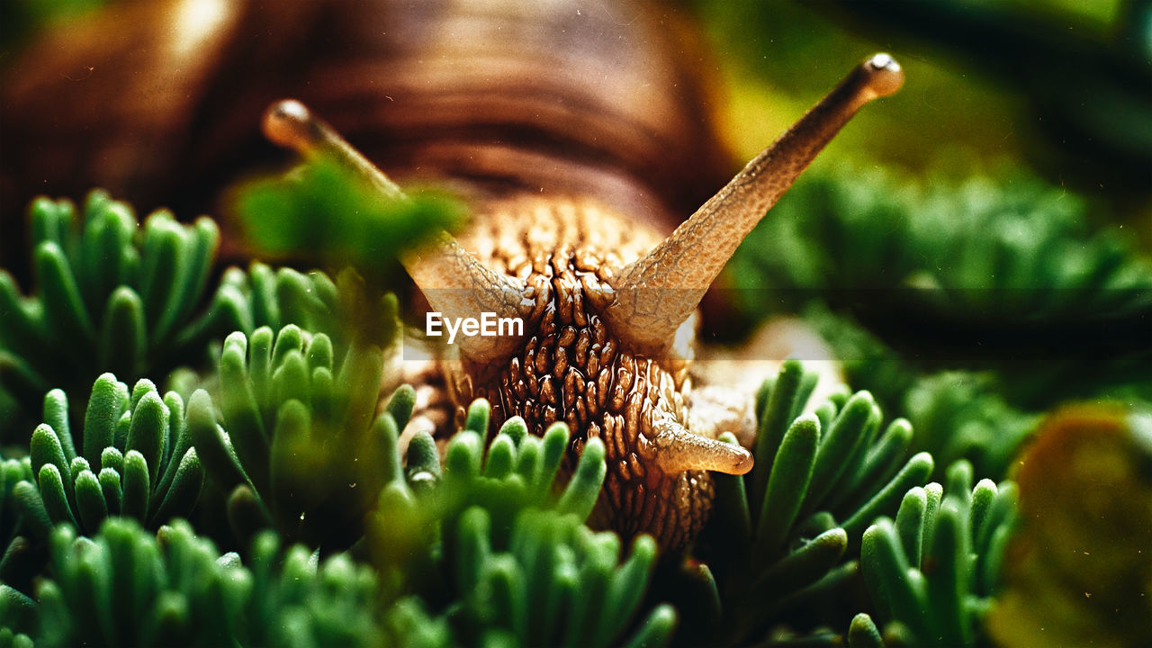 Close-up of snail on plant