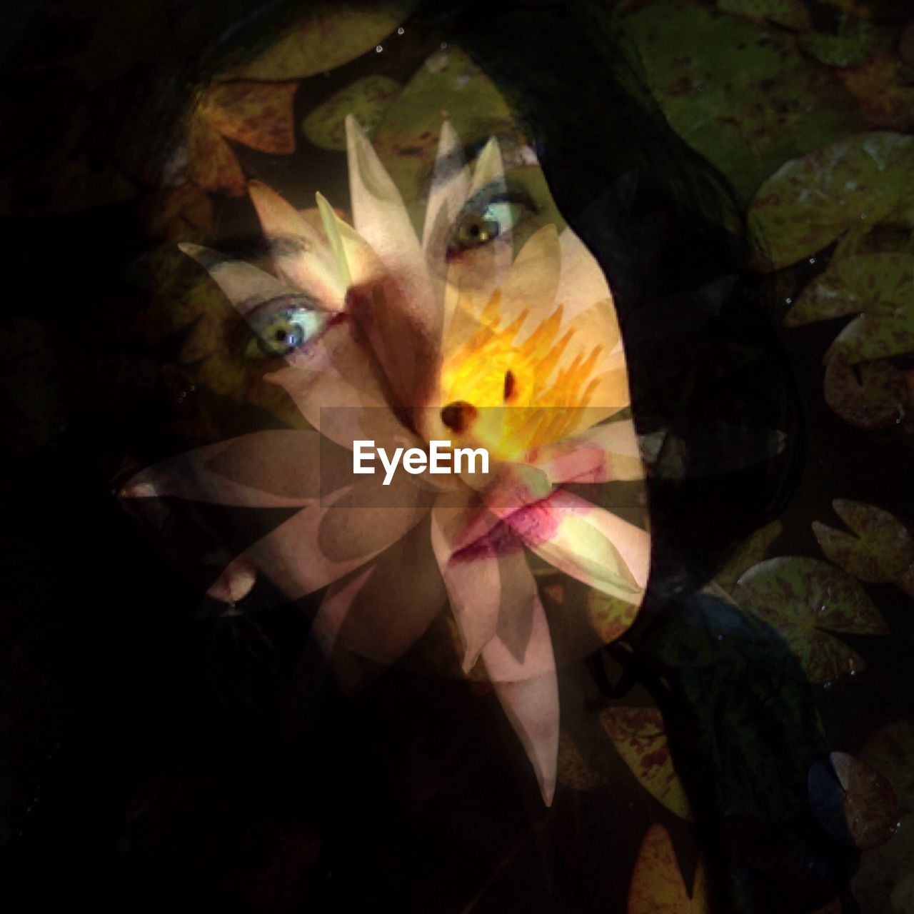 CLOSE-UP OF WHITE FLOWERS