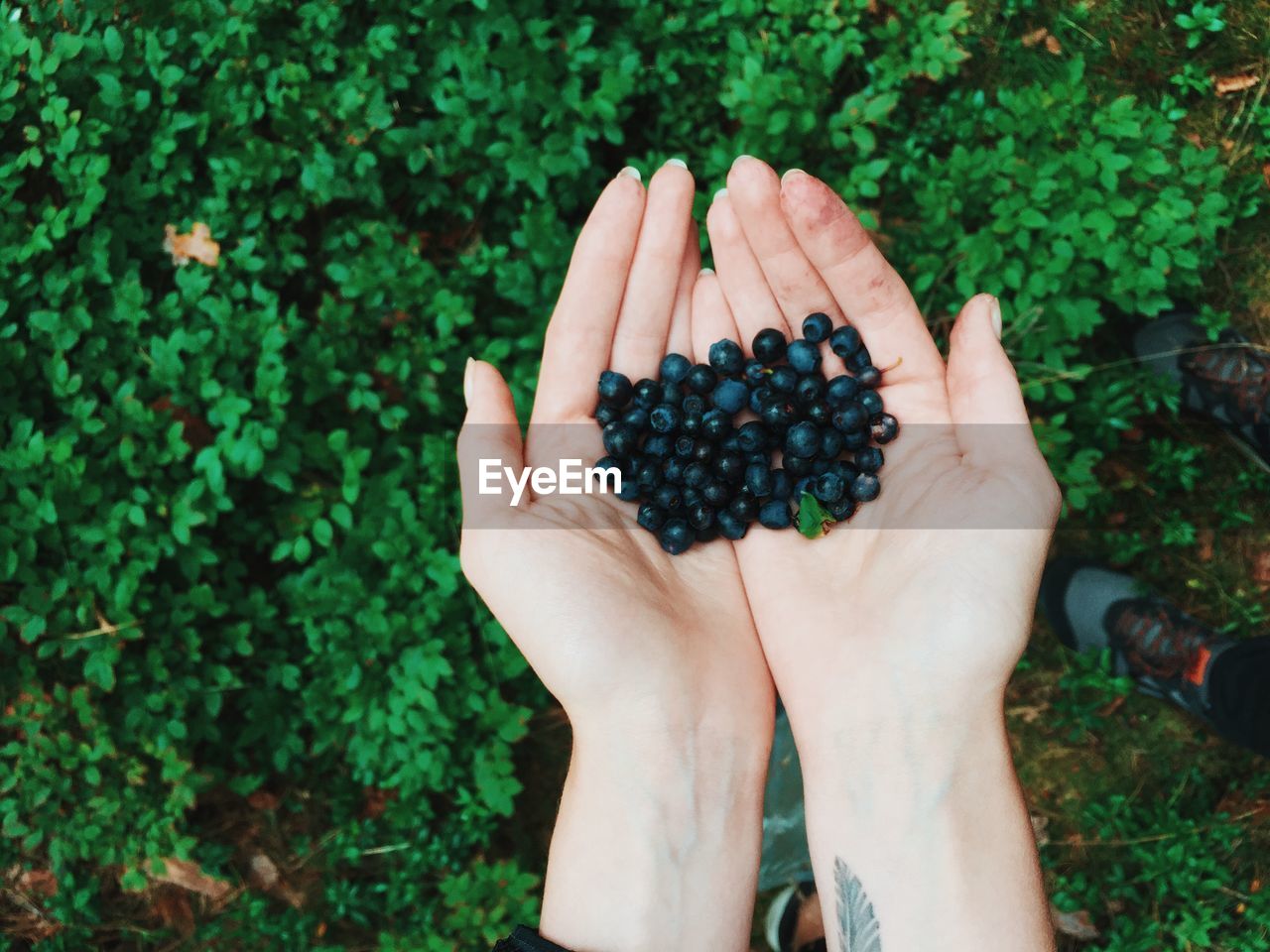 Cropped hand of woman holding blackberries against plant