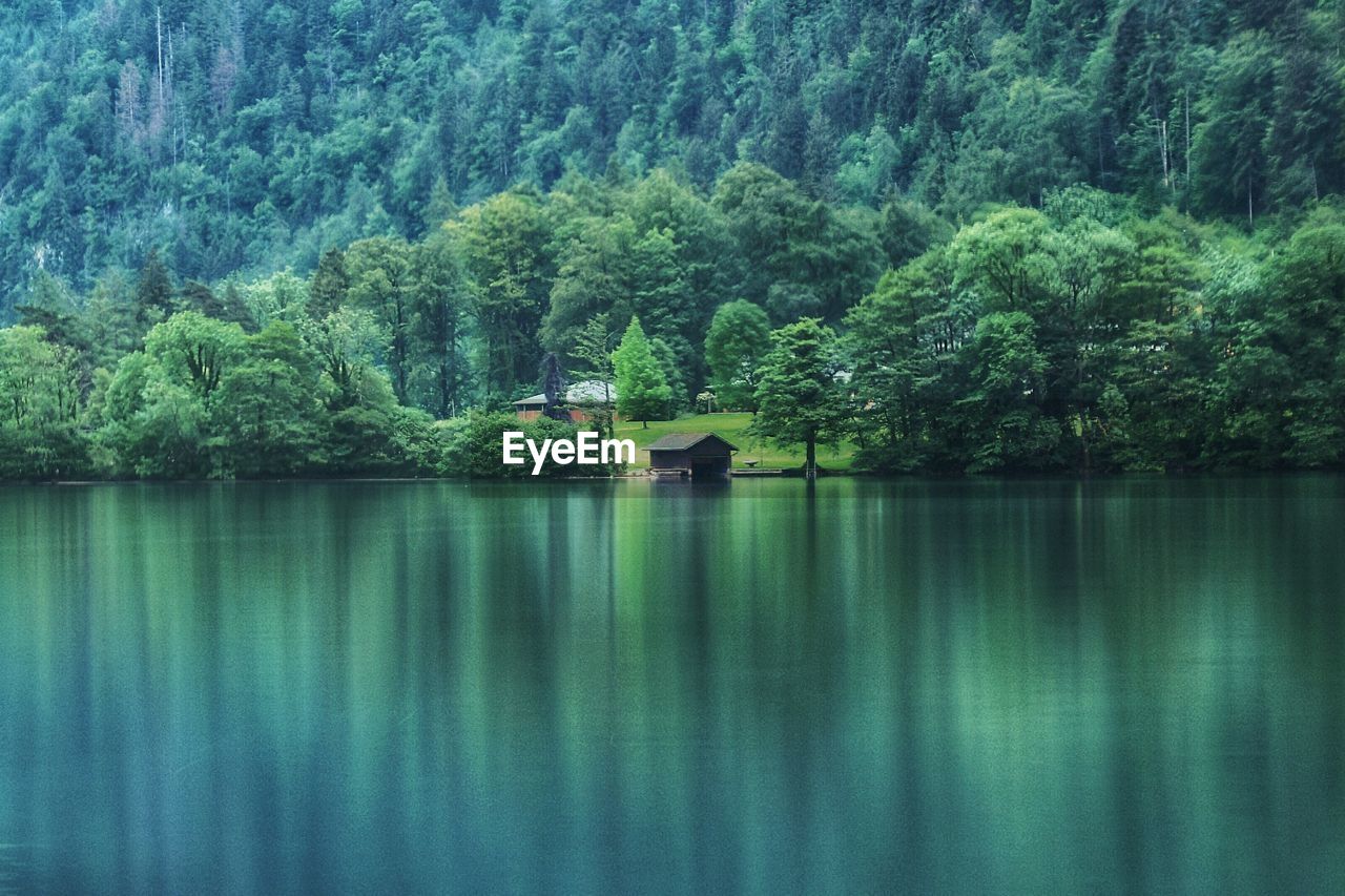 Scenic view of lake against trees in forest