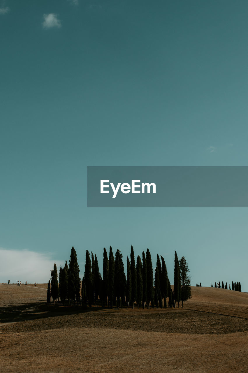 TREES ON FIELD AGAINST SKY