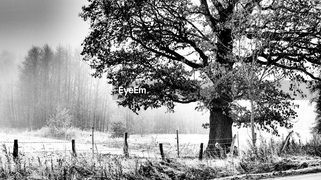 Trees in field in foggy weather