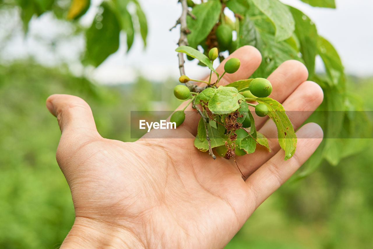 Cropped hand of person holding plant