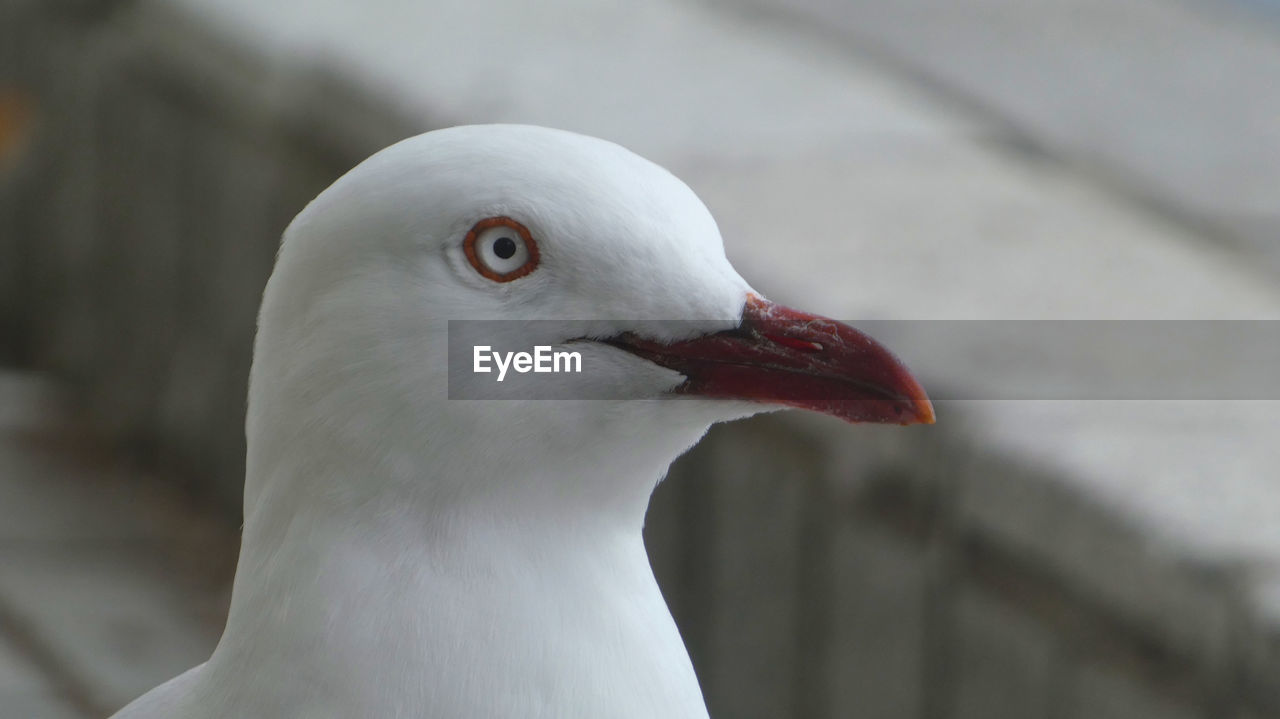 animal themes, bird, animal, one animal, gull, animal wildlife, close-up, beak, wildlife, european herring gull, animal body part, seabird, white, focus on foreground, animal head, nature, no people, dove - bird, day, outdoors, portrait, seagull, wing