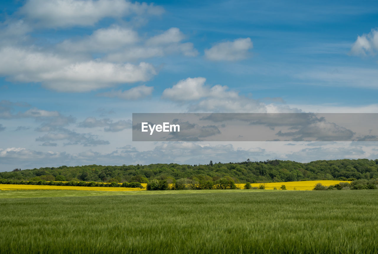 Scenic view of agricultural field against sky