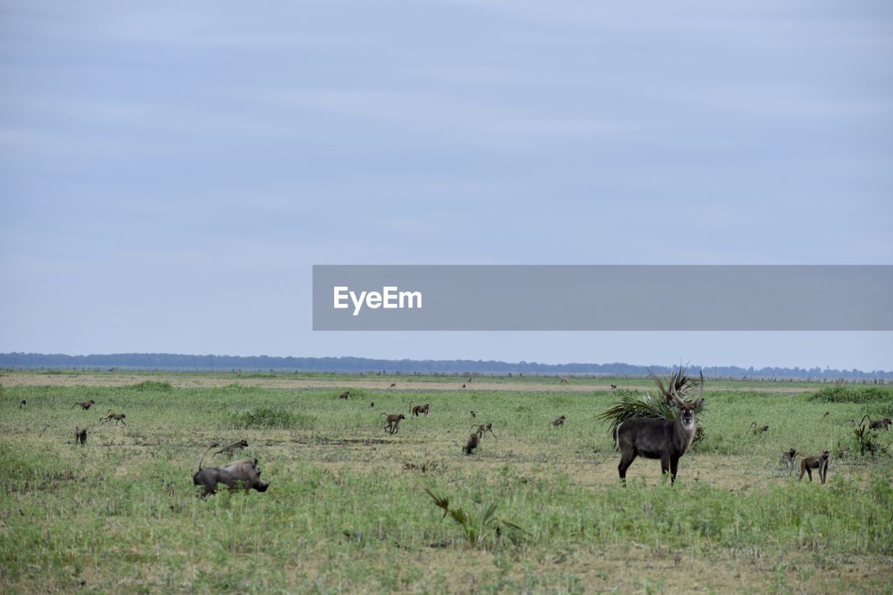 HERD OF SHEEP ON FIELD