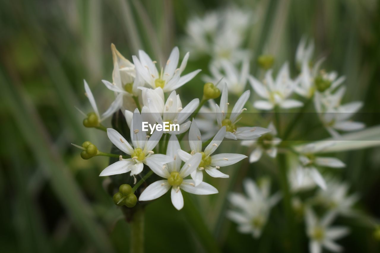 Close-up of white flowering plant