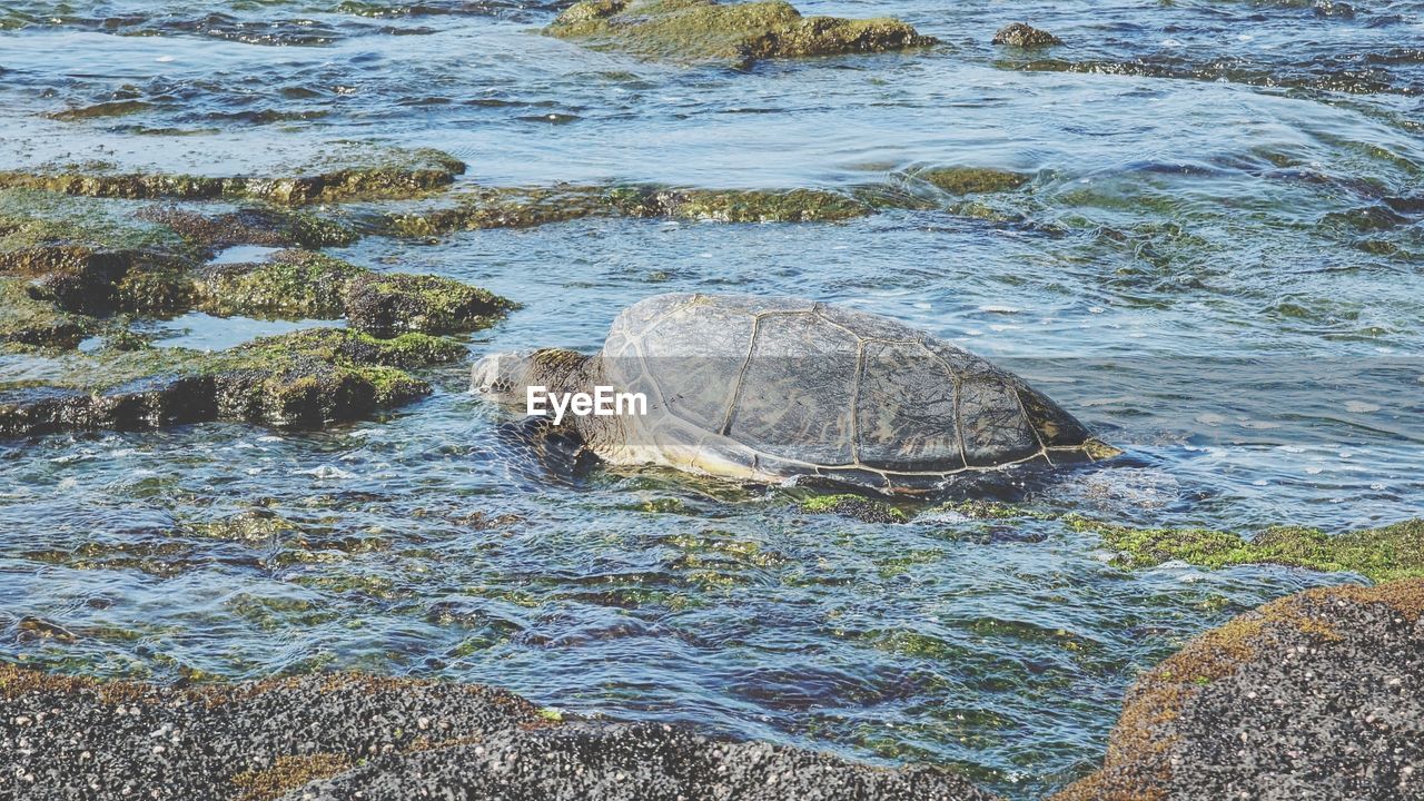 water, reptile, high angle view, no people, nature, turtle, animal wildlife, animal, day, animal themes, rock, wildlife, sea, sea turtle, one animal, beauty in nature, outdoors, shell, shore, tranquility, beach, animal shell, land