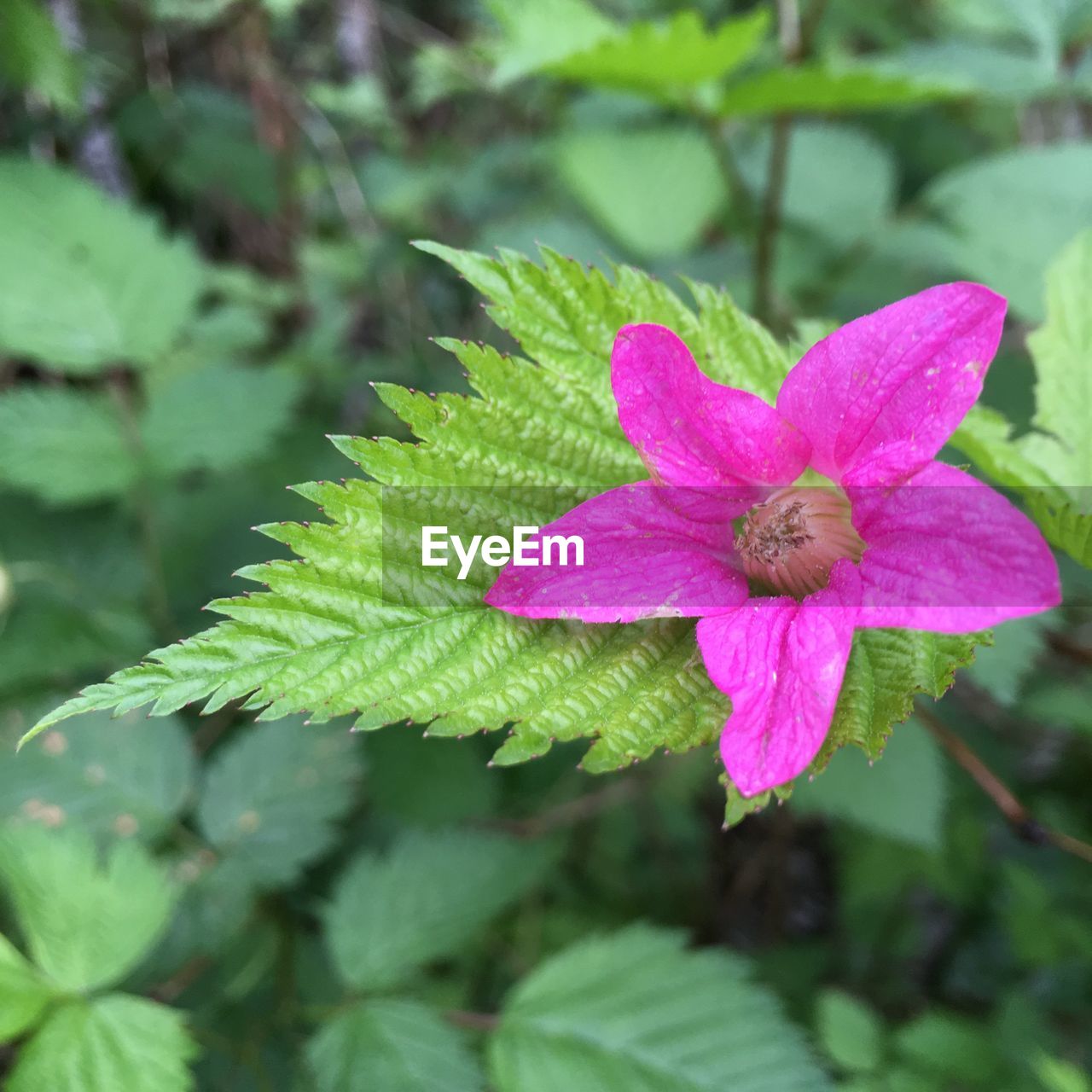 CLOSE-UP OF BUTTERFLY ON PINK FLOWER