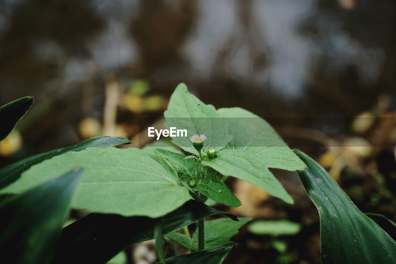 green, leaf, plant part, nature, plant, flower, macro photography, close-up, growth, no people, beauty in nature, outdoors, animal wildlife, sunlight, day, focus on foreground, animal themes, animal, freshness, environment, water, tree, land, food, food and drink