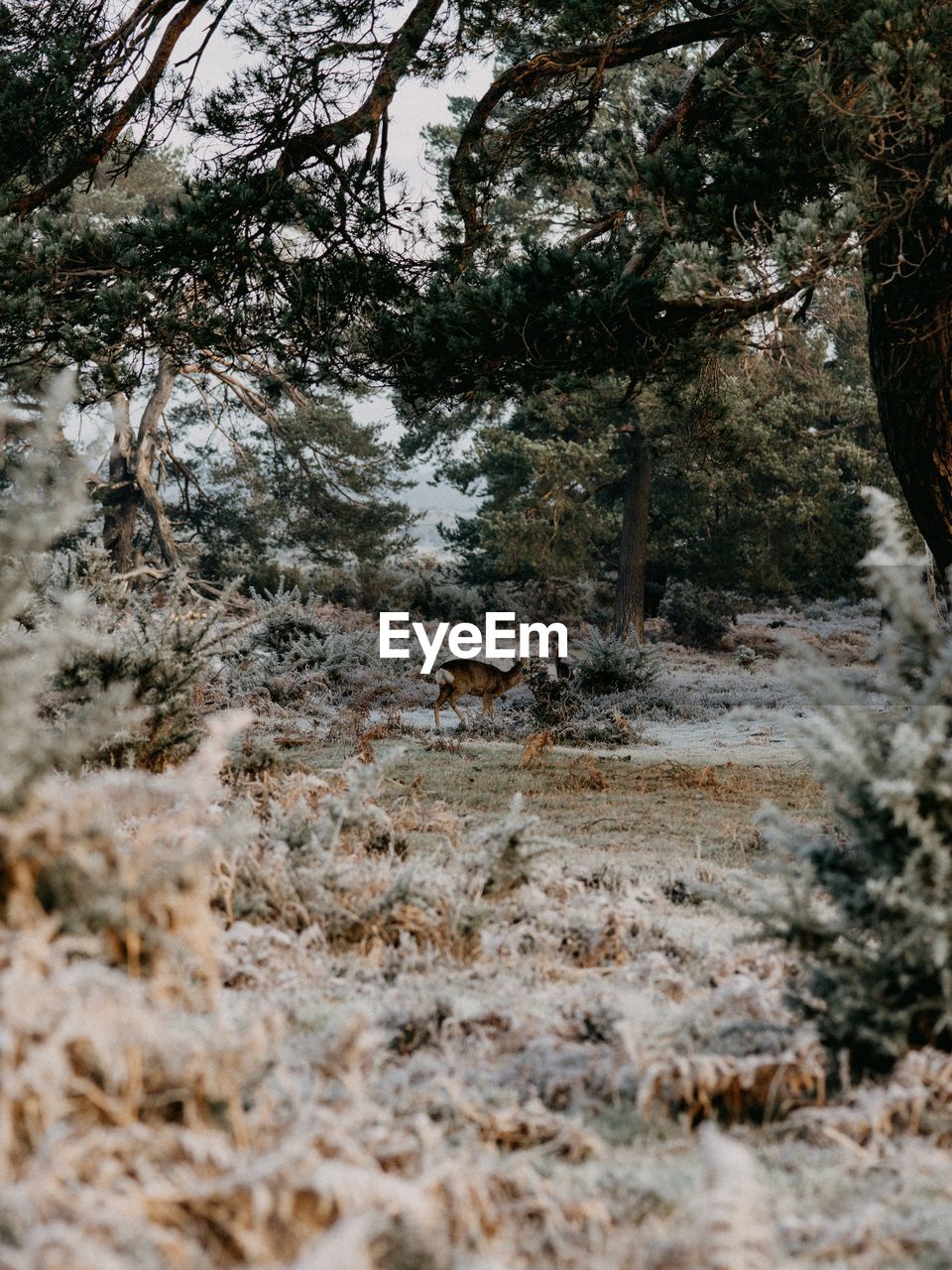 Wild deer in forest surrounding