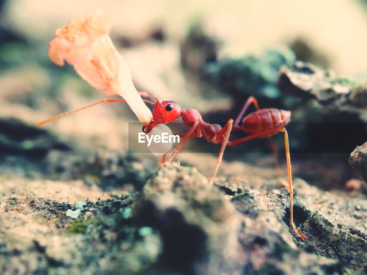 CLOSE-UP OF ANT ON ROCK