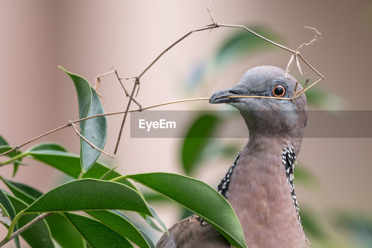 Close-up of bird eating plant